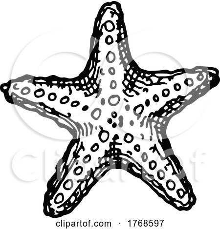 Sketched Starfish by Vector Tradition SM