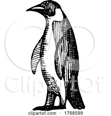 Sketched Penguin by Vector Tradition SM