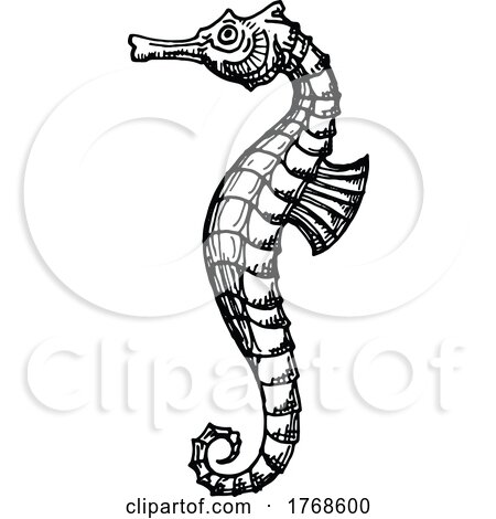 Sketched Seahorse by Vector Tradition SM