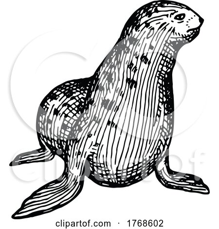 Sketched Sea Lion by Vector Tradition SM