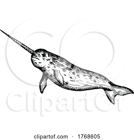 Sketched Narwhal by Vector Tradition SM