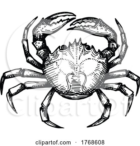 Sketched Crab by Vector Tradition SM