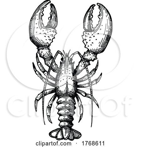 Sketched Lobster by Vector Tradition SM