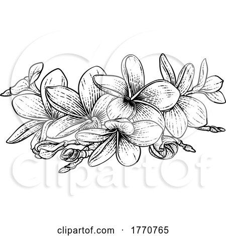 Plumeria Frangipani Tropical Bali Flower Woodcut by AtStockIllustration