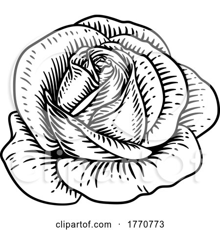 Rose Flower Vintage Woodcut Drawing by AtStockIllustration