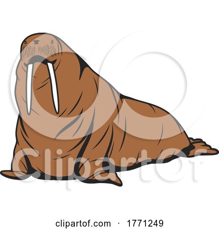 Walrus by Vector Tradition SM