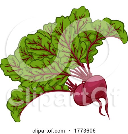 Beet or Beetroot Vegetable Cartoon Illustration by AtStockIllustration