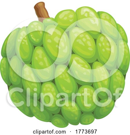 Cherimoya Custard Apple by Vector Tradition SM