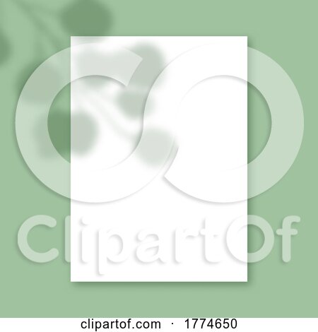 Plant Shadow on Blank White Paper Background by KJ Pargeter