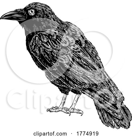 Crow Raven Corvus Bird Vintage Engraved Woodcut by AtStockIllustration