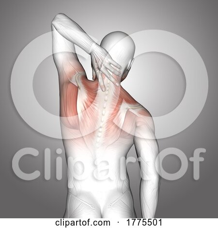 3D Male Medical Figure with Neck Muscles Highlighted by KJ Pargeter