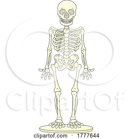 Cartoon Human Skeleton Model by Alex Bannykh