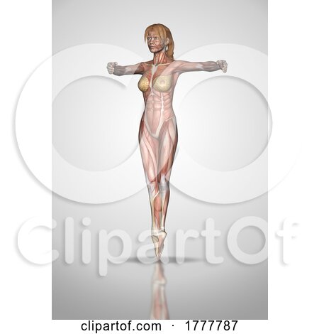 3D Female Figure in Ballet Pose with Muscle Map Texture by KJ Pargeter