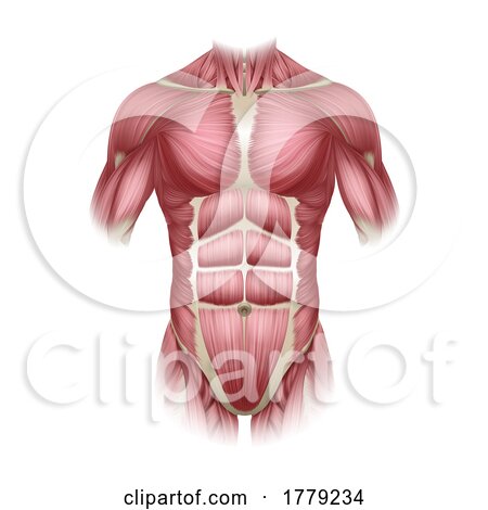 Torso Trunk Muscles Human Medical Anatomy Diagram by AtStockIllustration