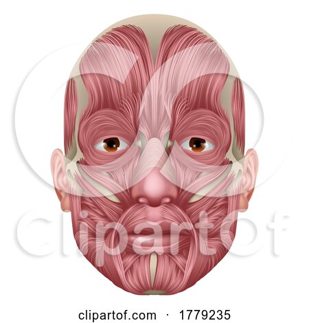 Face Muscles Human Muscle Medical Anatomy Diagram by AtStockIllustration