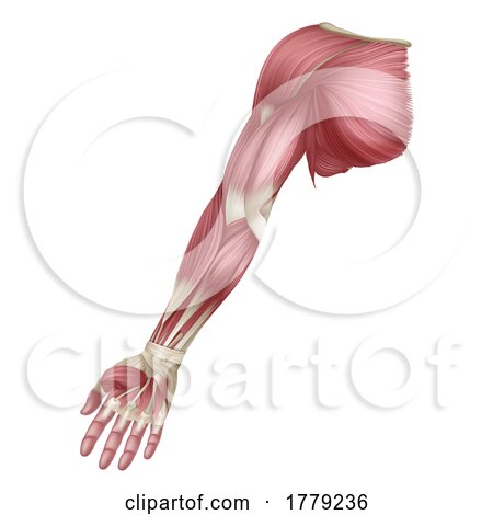 Arm Muscles Human Muscle Medical Anatomy Diagram by AtStockIllustration