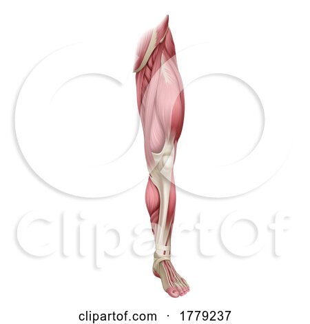 Leg Muscles Human Muscle Medical Anatomy Diagram by AtStockIllustration