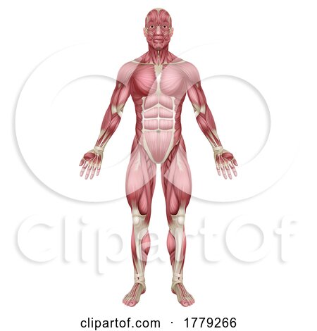 Muscles of Human Body Medical Anatomy Illustration by AtStockIllustration