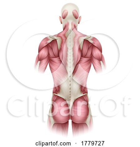 Human Body Trunk Back Muscles Anatomy Illustration by AtStockIllustration