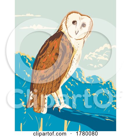 American Barn Owl or Tyto Furcata Perching on Tree Branch WPA Poster Art by patrimonio