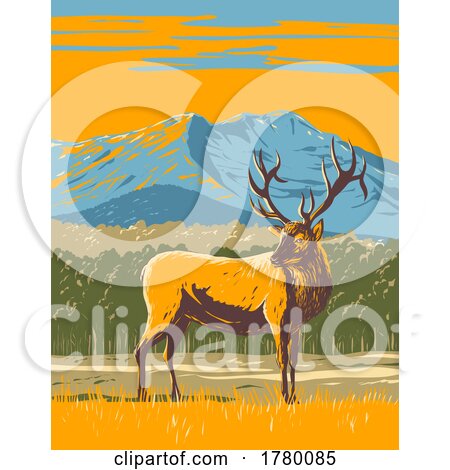 Elk or Wapiti in the Rocky Mountain National Park in Northern Colorado WPA Poster Art by patrimonio