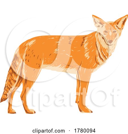 Coyote Canis Latrans Prairie Wolf or Brush Wolf Viewed from Side WPA Poster Art by patrimonio