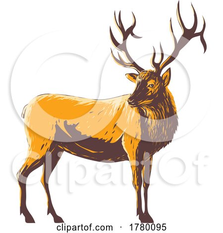 Elk Cervus Canadensis or Wapiti Viewed from Side WPA Poster Art by patrimonio