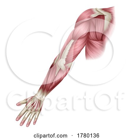 Arm Muscles Human Body Anatomical Illustration by AtStockIllustration