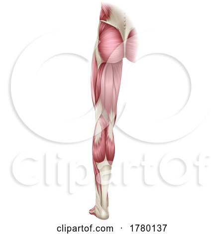 Leg Muscles Human Body Anatomical Illustration by AtStockIllustration
