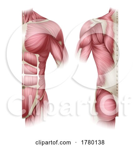 Human Body Trunk Muscles Anatomy Illustration by AtStockIllustration