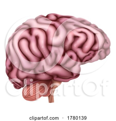 Human Brain Anatomy Medical Illustration by AtStockIllustration