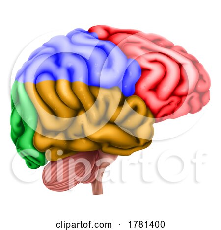 Human Brain Regions Lobes Anatomy Illustration by AtStockIllustration