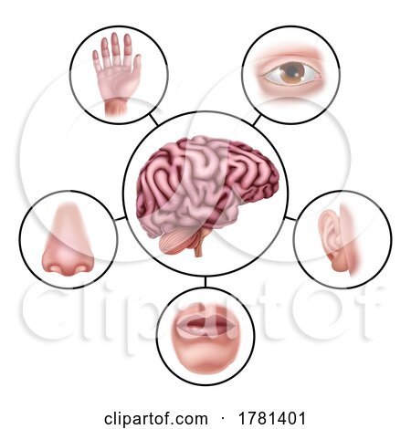 Five Senses Brain Educational Illustration Diagram by AtStockIllustration