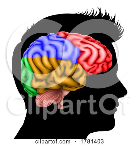Man Head in Silhouette Profile with Brain Concept by AtStockIllustration