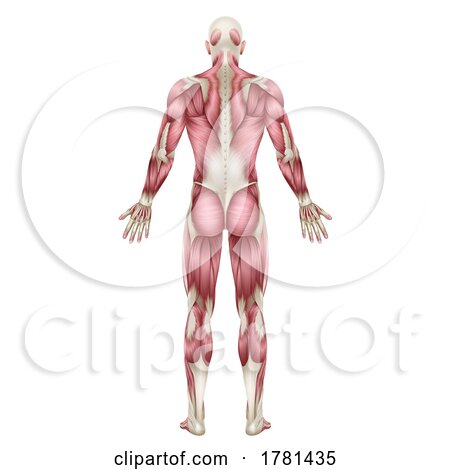 Human Body Back Muscles Anatomy Illustration by AtStockIllustration
