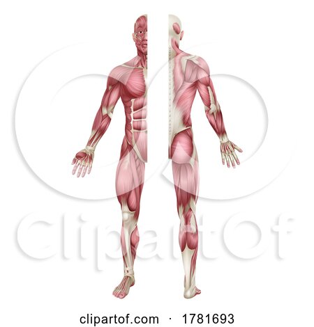 Human Body Muscles Anatomy Illustration Front Back by AtStockIllustration
