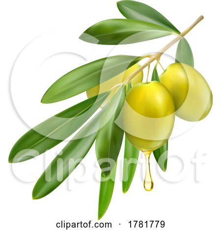 Green Olives and Oil by Vector Tradition SM