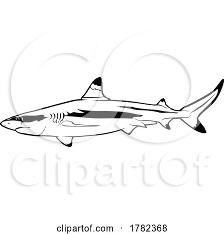 Black and White Blacktip Reef Shark by dero