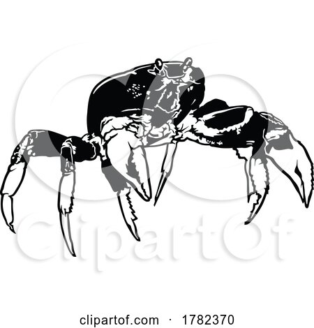 Black and White Crab by dero