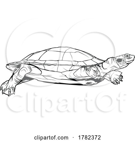 Black and White Turtle by dero