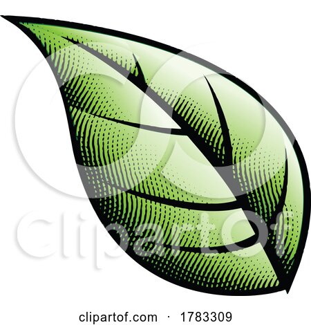 Scratchboard Engraved Big Green Leaf by cidepix