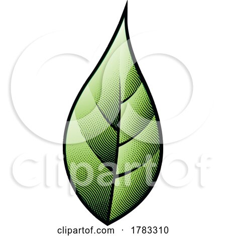 Scratchboard Engraved Green Leaf by cidepix