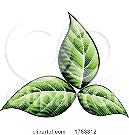 Scratchboard Engraved Green Tobacco Leaves by cidepix