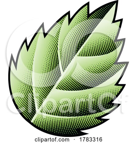 Scratchboard Engraved Green Nettle Leaf by cidepix