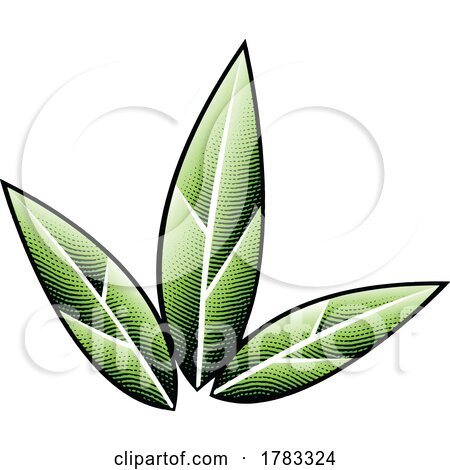Scratchboard Engraved Green Tobacco Leaves by cidepix
