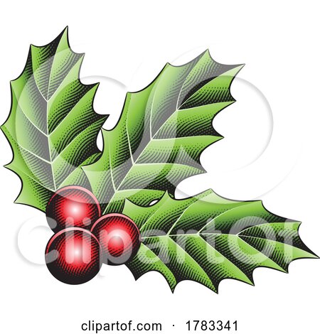 Scratchboard Engraved Holly Berries with Colorful Fill by cidepix