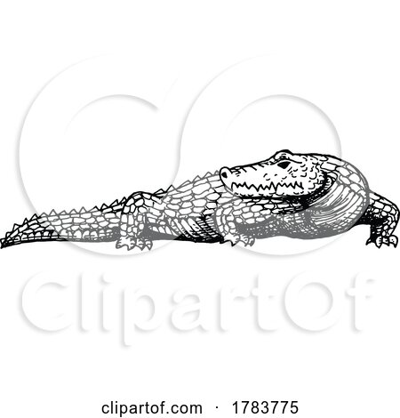 Sketched Crocodile by Vector Tradition SM