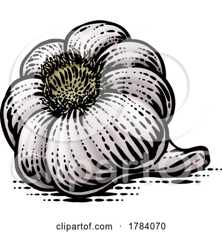 Garlic Bulb by AtStockIllustration