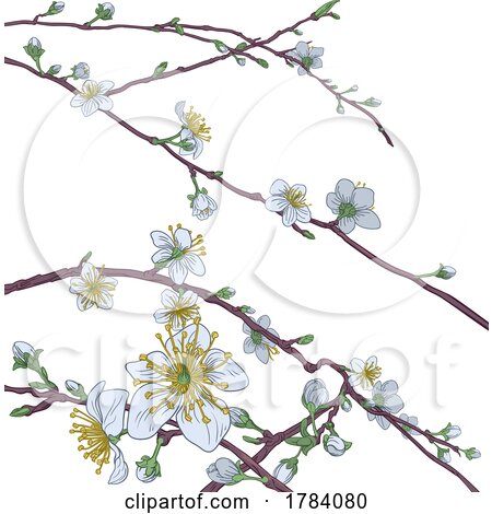 Cherry Peach Blossom Tree Flowers by AtStockIllustration