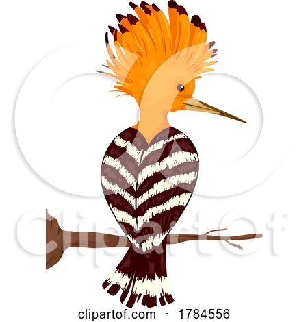 Israel Hoopoe Bird by BNP Design Studio